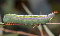 Hylaeora eucalypti