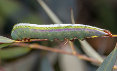 Hylaeora eucalypti