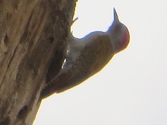 Chloropicus goertae