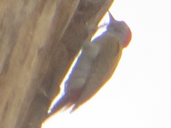 Chloropicus goertae