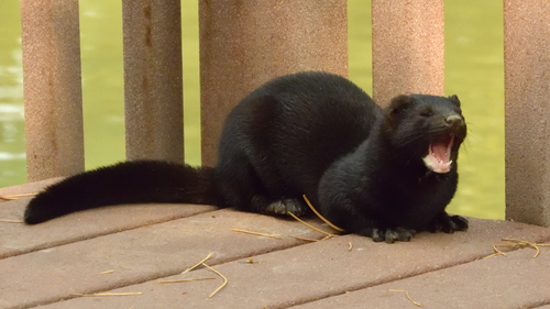 American Mink (Neogale vison) · iNaturalist