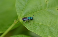 Augochlora azteca