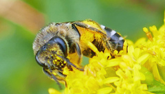 Colletes simulans