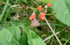 Electrostrymon guzanta