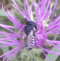 Megachile apicalis