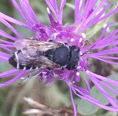 Megachile apicalis