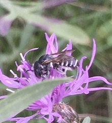 Megachile apicalis