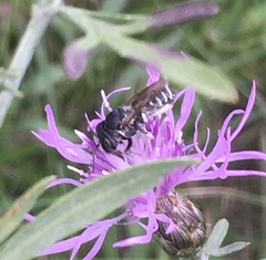 Megachile apicalis