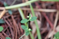 Euphorbia macropus