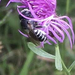Megachile apicalis