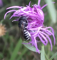 Megachile apicalis