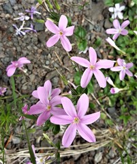 Phlox adsurgens