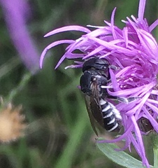 Megachile apicalis