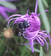 Megachile apicalis