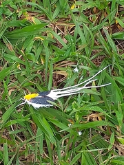 Cerogenes auricoma