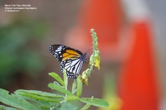 Danaus melanippus hegesippus