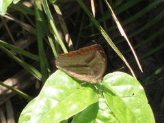 Apectinaria
