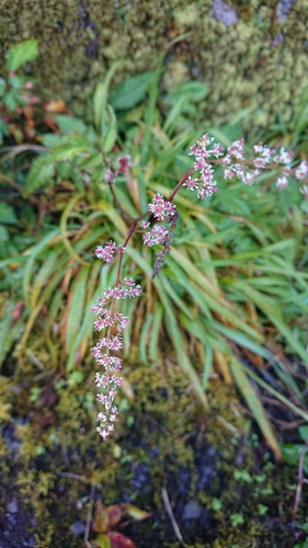 Astilbe longicarpa (Astilbe longicarpa)