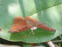 Apectinaria