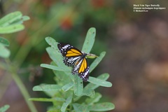 Danaus melanippus hegesippus