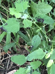 Norvellina chenopodii