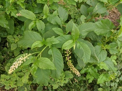Phytolacca americana