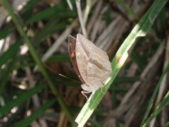 Apectinaria
