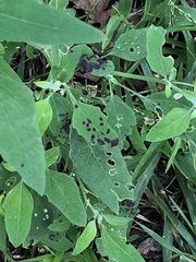 Norvellina chenopodii