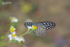 Ideopsis vulgaris macrina