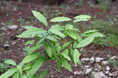 Olmediella betschleriana