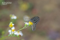 Ideopsis vulgaris macrina