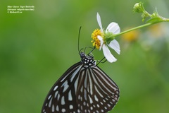Ideopsis vulgaris macrina