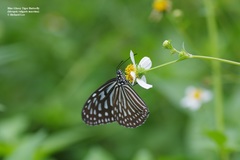 Ideopsis vulgaris macrina