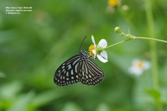 Ideopsis vulgaris macrina