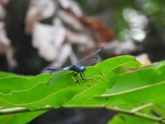 Cannaphila insularis