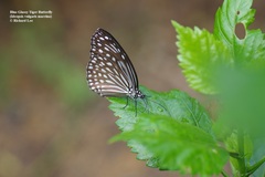 Ideopsis vulgaris macrina