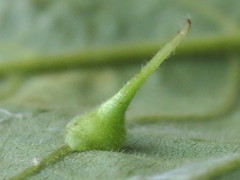 Caryomyia inclinata