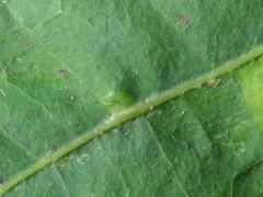 Caryomyia inclinata