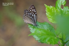 Ideopsis vulgaris macrina