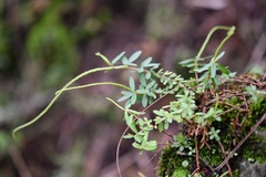 Peperomia leptophylla