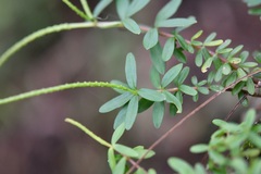 Peperomia leptophylla