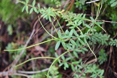 Peperomia leptophylla