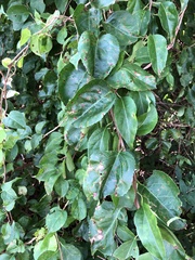 Diplocarpon