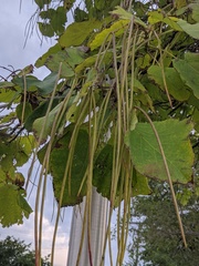 Catalpa speciosa
