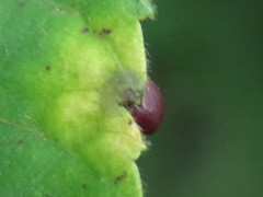 Caryomyia deflexipili