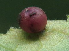 Caryomyia deflexipili