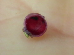 Caryomyia deflexipili