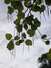 Catalpa speciosa
