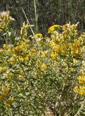 Chrysothamnus viscidiflorus viscidiflorus