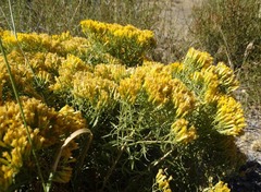 Chrysothamnus viscidiflorus viscidiflorus